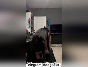 Meuf se laisse baiser par chien, Intense