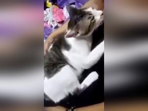 Woman and Kitten: A Unique Bestiality Experience