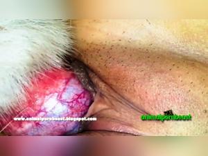 Bestiality Sex Video: Tie Up and Remove