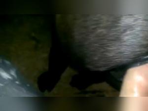 Perra Abandona a Su Dueño por Perros - Parte 1