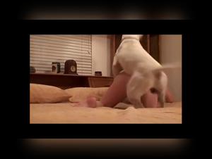 Animal Fucing Dog Sex with Girl Bestiality Taboo compilation animal porno