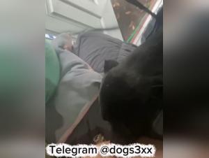 Neue Hundefreude: Wilde Mädchen