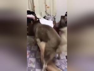 Forbidden Intimacy: Man and His Best Friend