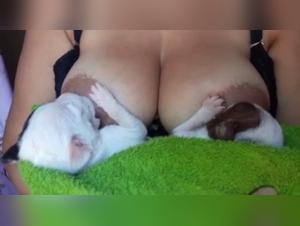 dogs in love with breasts