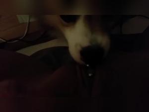 Bestiality Sex Video: An Intense Experience with a Dog