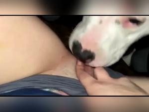 Bestial encounter: a video of intense zoophilia