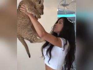 Lion Sex Video - Extreme Bestiality