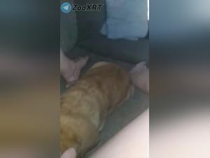 dog licking: frenzied sex with canine