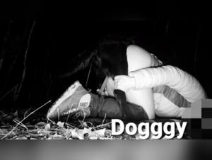 Dog Sex Video: Man and His Best Friend