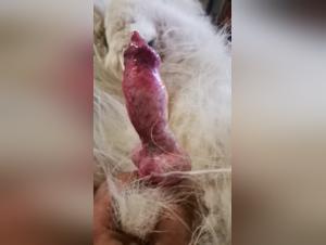 Bestiality and zoophilia: a woman and her dog