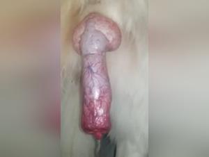 Bestiality video: A woman and her dog