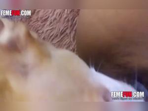 Bestial encounter with a dog