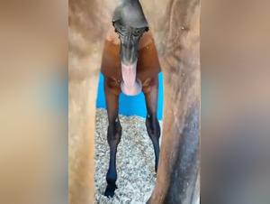 excited horse and arrow