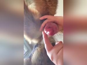 mère fougueuse baise son chien au sexe