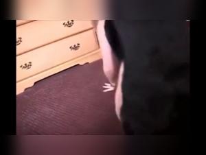 Compilation Vidéos Chien Baise Meuf Extreme