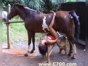 stallion intimacy animal