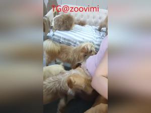 Chinese woman: she keeps dogs and uses them for sexual relations
