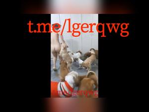 The Two Asian Women Get Banged by Giant Dogs in an Intense Porn Video