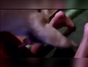 Slut Gets Dogged XXX