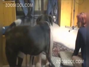 The Dirty Dog and the Girl Who Licked Him