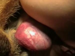 Bestiality and Zoophilia Videos: Discover Sex with Dogs