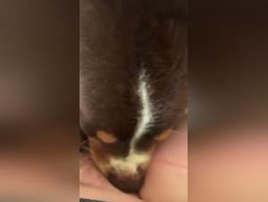 dog licking pussy, bestiality videos