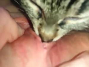 Video of Cat Licking Intimacy