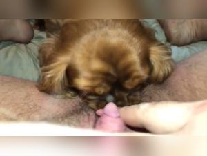 Dog licks a woman's private parts: an exciting zoophilia video