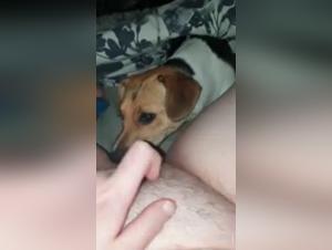Sex with a Dog Video - Discover Bestiality