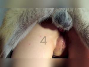 Sex with a Wolf Video - Bad Wolf