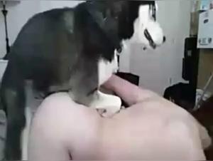 A beastly encounter with a husky