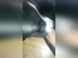 Exploring limits: a young woman and her dog