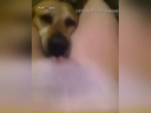 Bestiality video: a woman and her dog