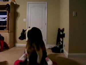 Bestiality: Chubby teenager discovers pleasure with a dog