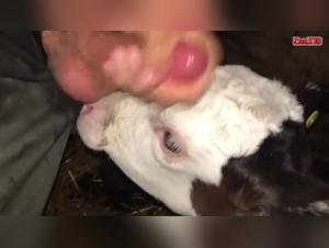 cuisses adolescentes sucent bite chien