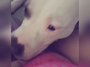 Dog Sex Video: An Intense and Exciting Experience