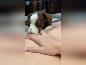 lamiendo salvaje, perra entregada al perro