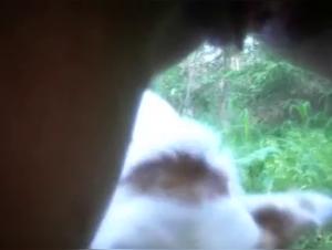 Forbidden Passion: Girl and Her Dog