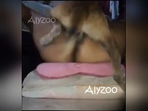 baise latina missionnaire chien homemade