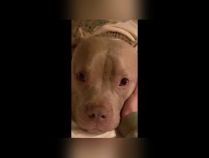 Solazola and her huge dog in a shocking bestiality video