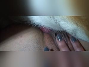 Cane defonce la troia dai fianchi larghi