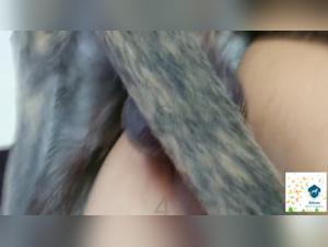 Alison and her dog in a beastly sex video