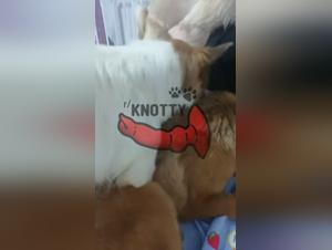 Beastiality - Animal Porn Sexy Female fucks Dog