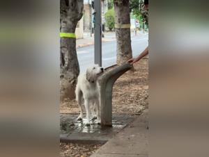 Primal Canine Desires