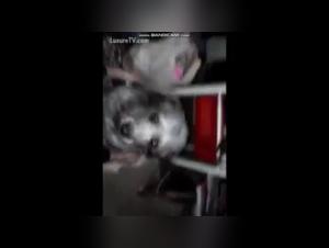Bestial Video with a Teen and Her Dog