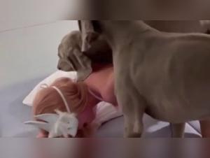 Musical Video For Adults: Introduce Me To Bestial Ecstasy