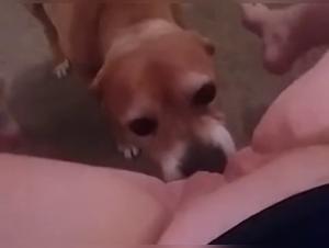 Dog Sex Video