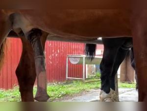 Horny Horse Shows His Big Imposing Cock