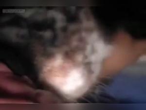 Woman and dog: a bestial and intense encounter