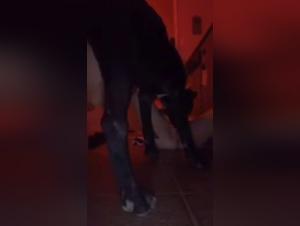 Bestiality sex video with a woman and her dog